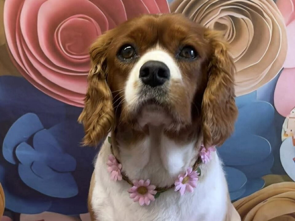 Cookie, a 5 years old female Cavalier King Charles Spaniel available for adoption from Bliss Cavalier Rescue in Lincolnshire