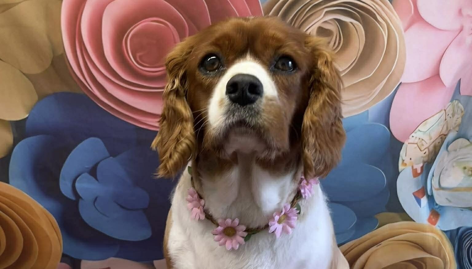 Cookie Blenheim Cavalier available for adoption
