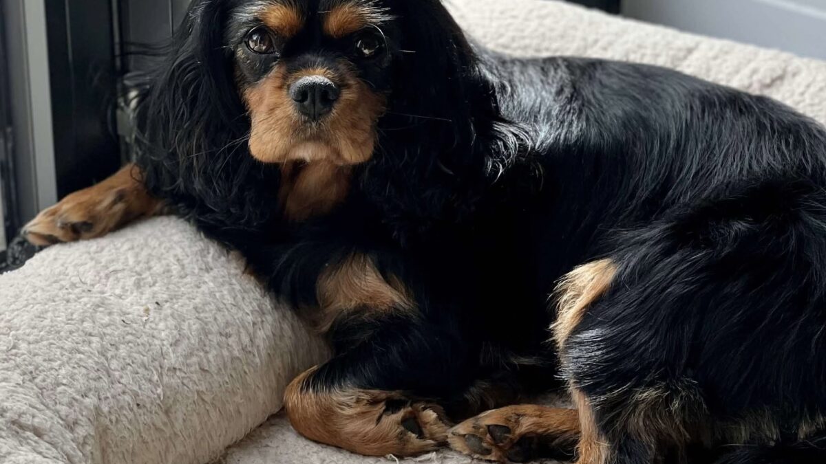 Daisy rescue Cavalier with eosinophilic granuloma