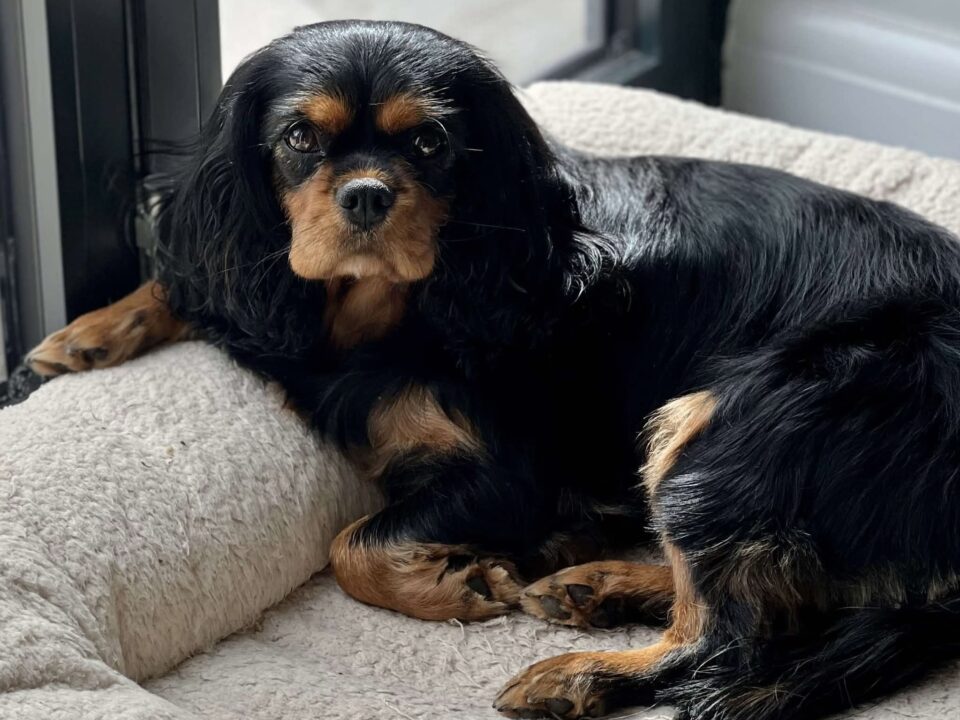 Daisy rescue Cavalier with eosinophilic granuloma