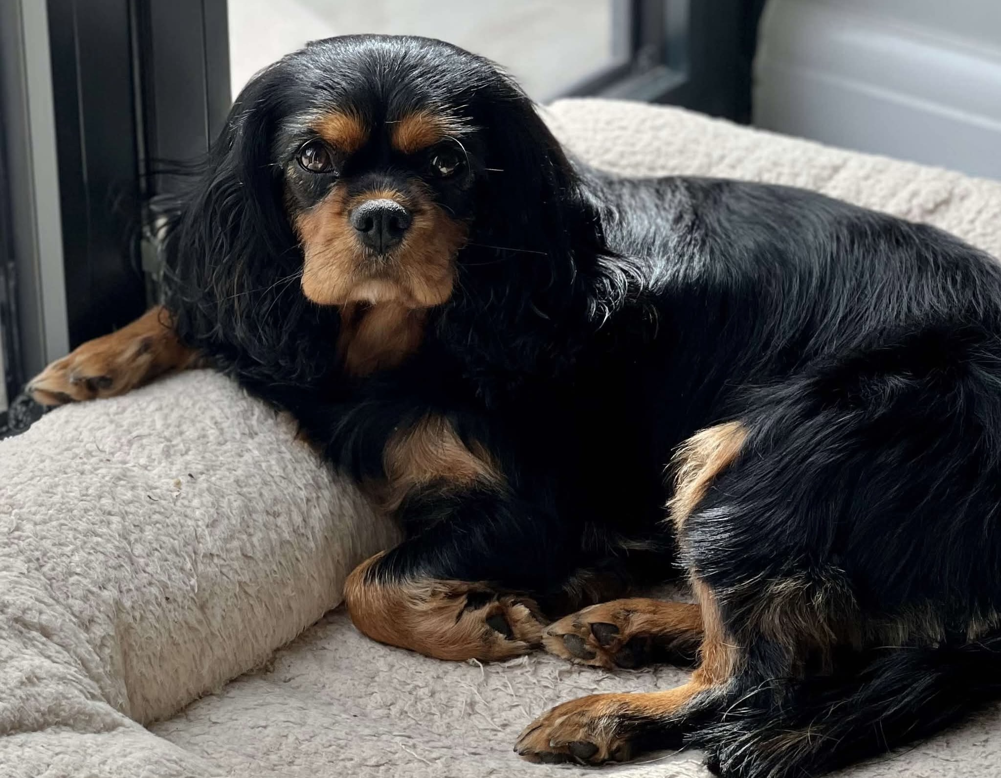Daisy rescue Cavalier with eosinophilic granuloma
