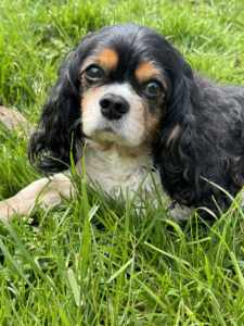 Dash Tricolour Cavalier King Charles with MVD