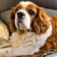 Dexter Blenheim Cavalier King Charles
