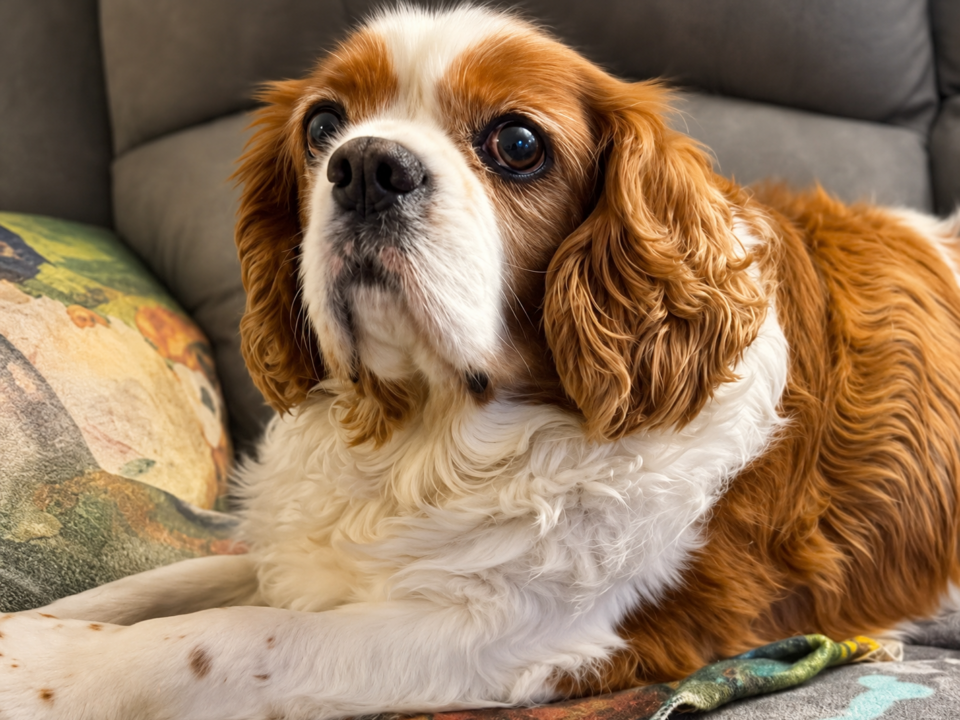 Dexter, a 9 years old male Cavalier King Charles Spaniel available for adoption from Bliss Cavalier Rescue in Lincolnshire