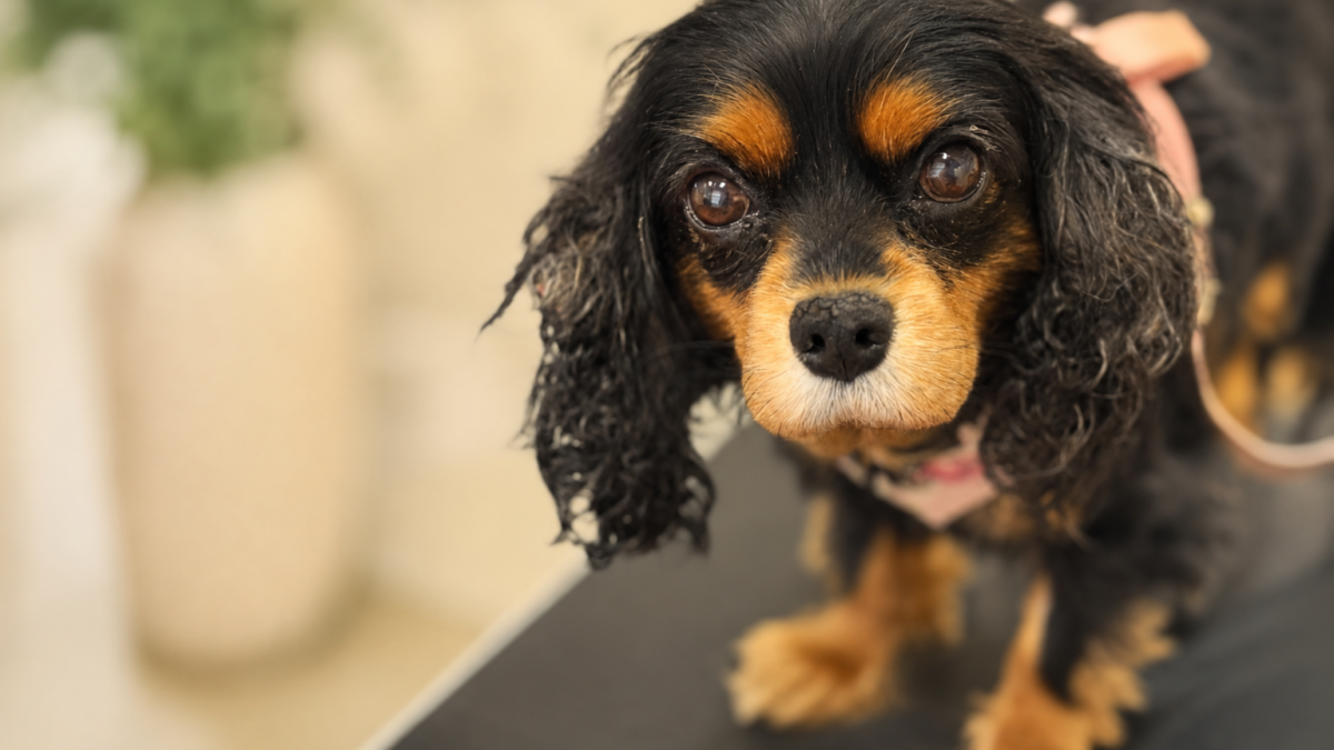 Older black and tan Cavalier King Charles Spaniel rescue named Elsie with Stage B2 mitral valve disease (MVD), standing calmly during a veterinary visit.