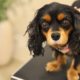 Older black and tan Cavalier King Charles Spaniel rescue named Elsie with Stage B2 mitral valve disease (MVD), standing calmly during a veterinary visit.