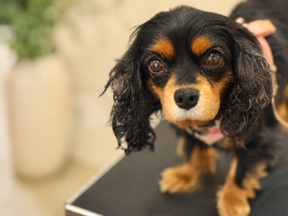 Older black and tan Cavalier King Charles Spaniel rescue named Elsie with Stage B2 mitral valve disease (MVD), standing calmly during a veterinary visit.