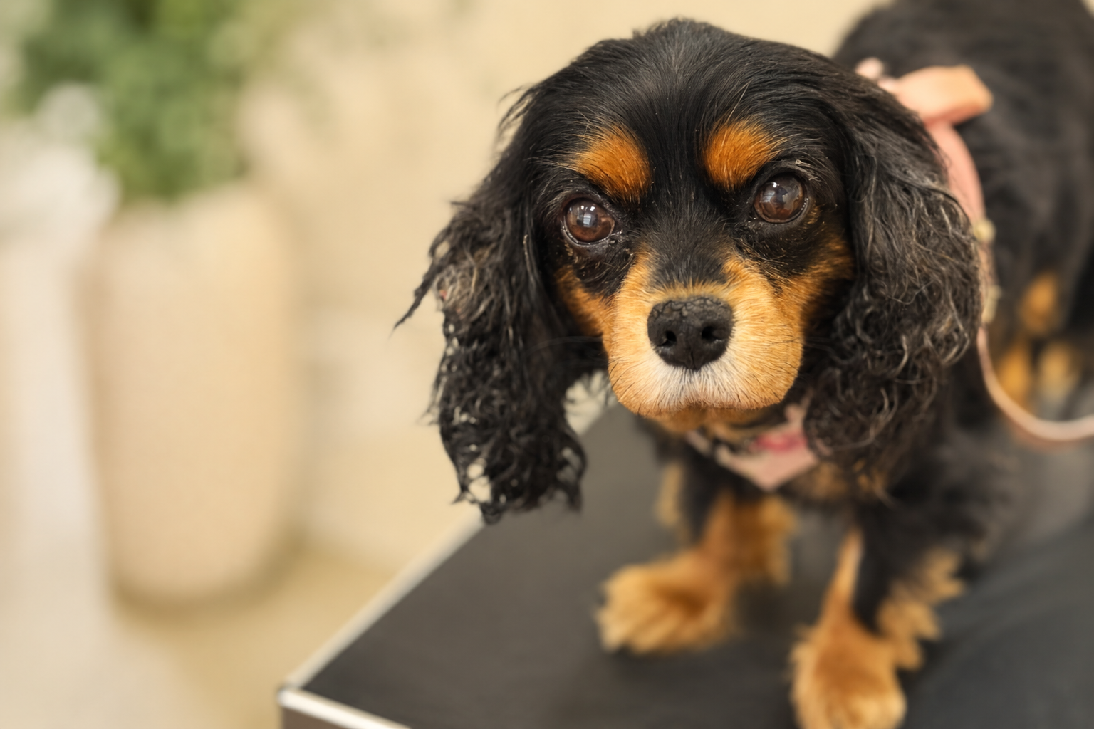 Older black and tan Cavalier King Charles Spaniel rescue named Elsie with Stage B2 mitral valve disease (MVD), standing calmly during a veterinary visit.