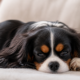 Tricolour Cavalier King Charles Spaniel resting calmly indoors