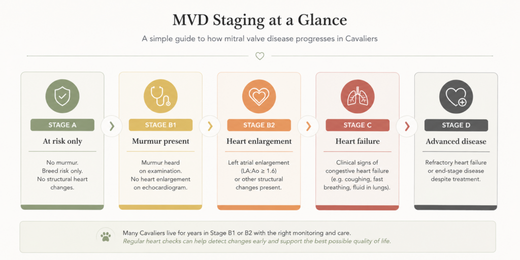 Infographic showing the stages of mitral valve disease (MVD) in Cavalier King Charles Spaniels from Stage A to Stage D, including murmur presence, heart enlargement, congestive heart failure, and advanced disease progression.
