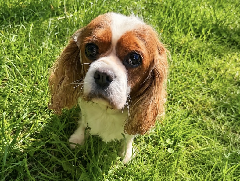 Trixie Blenheim Cavalier Available for Adoption