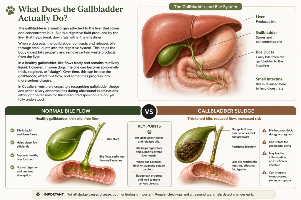 Infographic explaining gallbladder function and bile flow in dogs, comparing a healthy gallbladder with normal bile flow to gallbladder sludge in Cavalier King Charles Spaniels, including labelled anatomy of the liver, gallbladder, bile ducts, and digestive system.