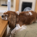 Rescue Cavalier King Charles Spaniel Ruby with chiari malformation, sleeping in an odd position.