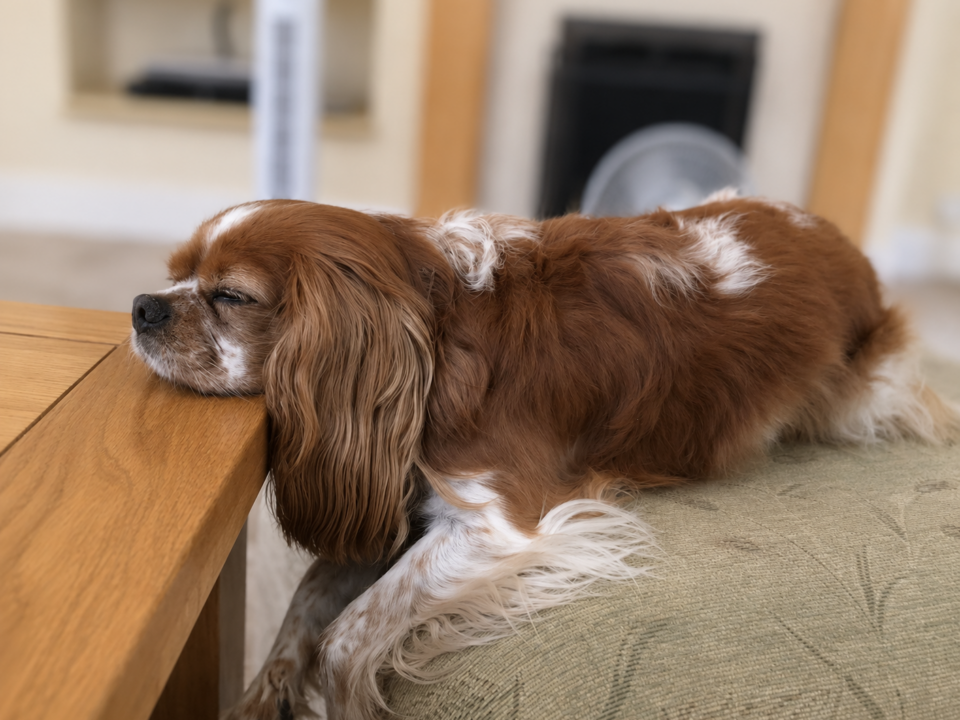 Rescue Cavalier King Charles Spaniel Ruby with chiari malformation, sleeping in an odd position.