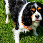 Lucy Tricolour Cavalier available for adoption