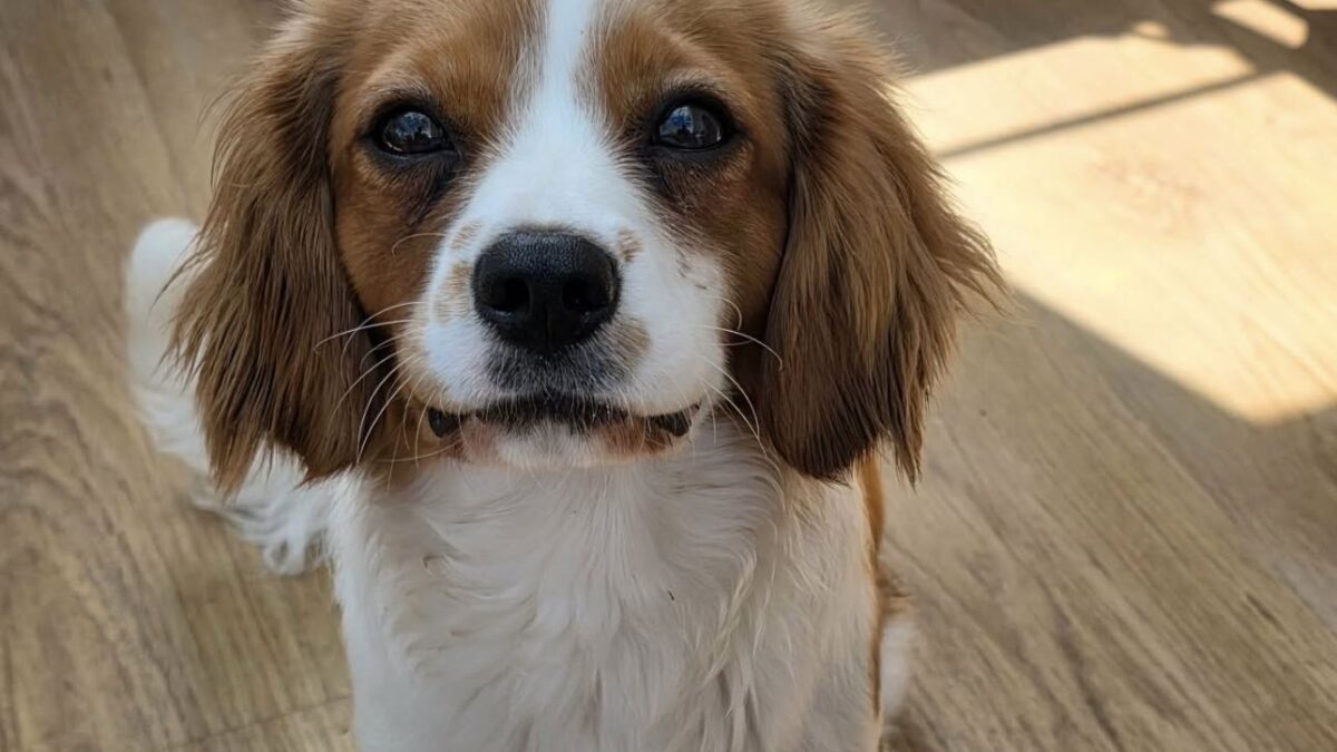 Teddy 10 months old