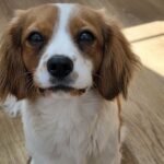 Teddy 10 months old