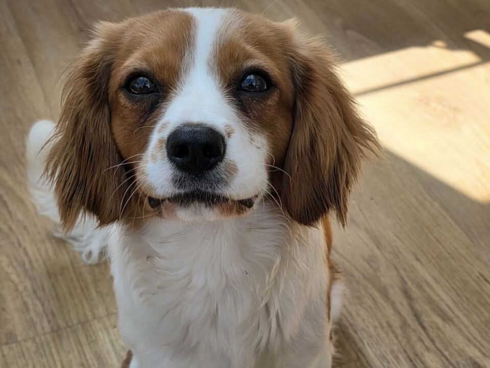 Teddy 10 months old