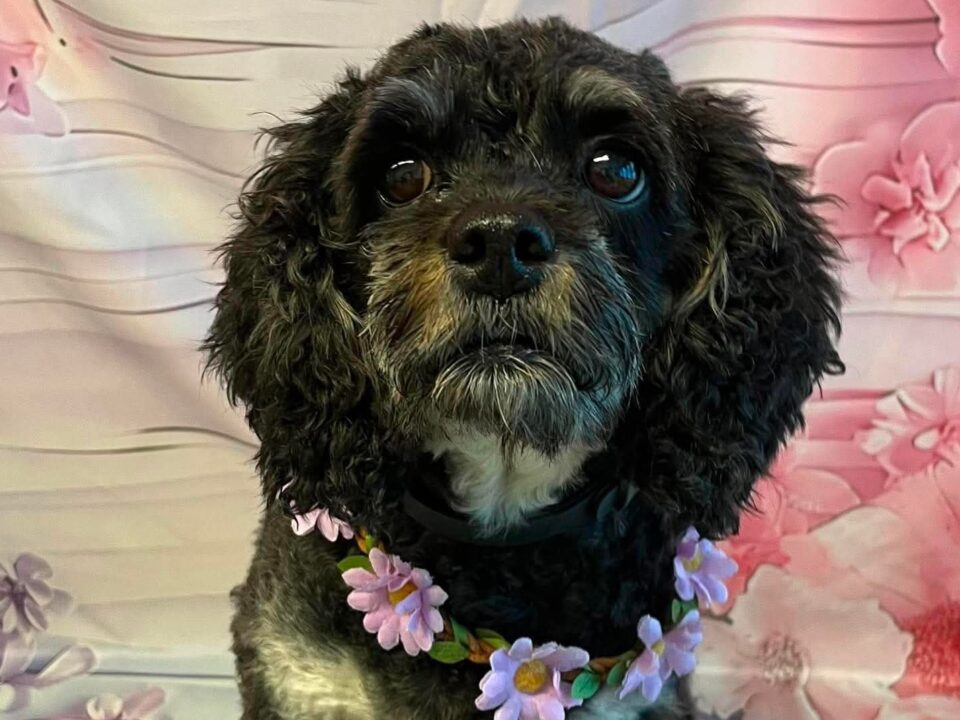 Bella, a 6 years old female Cavalier King Charles Spaniel available for adoption from Bliss Cavalier Rescue in Lincolnshire