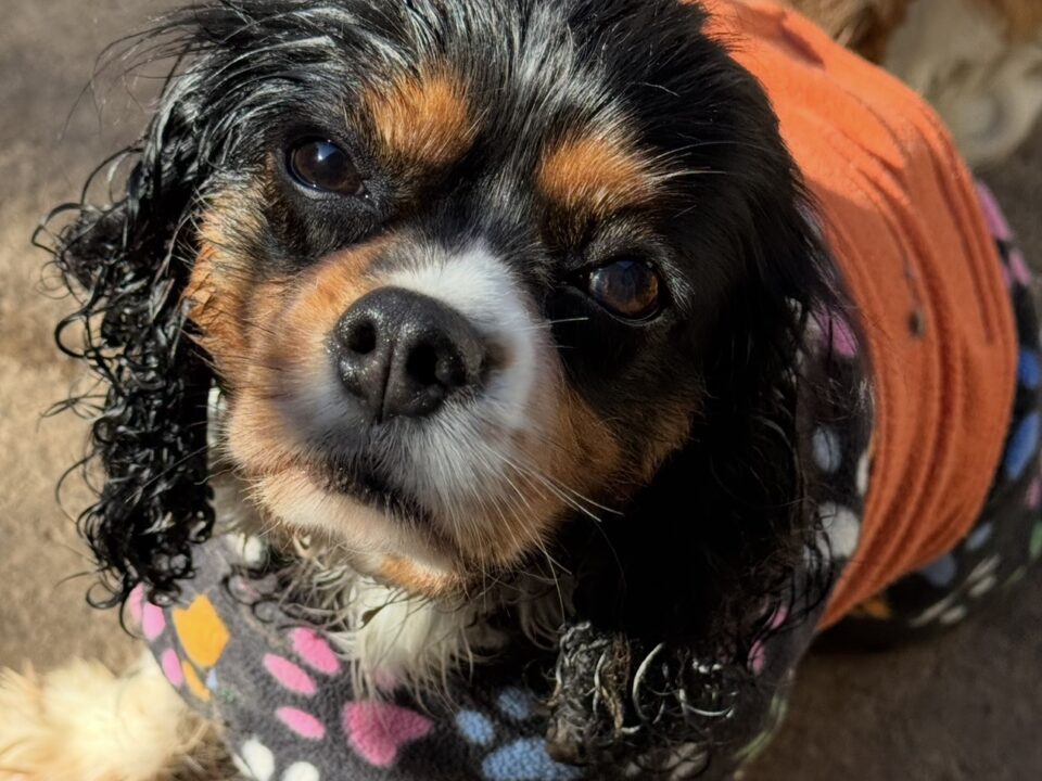 Lady, a 8 years old female Cavalier King Charles Spaniel available for adoption from Bliss Cavalier Rescue in Lincolnshire