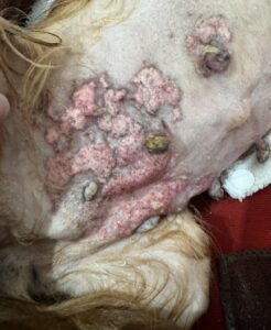 Ruby has suffered with calcinosis cutis as a side effect to her steroids.