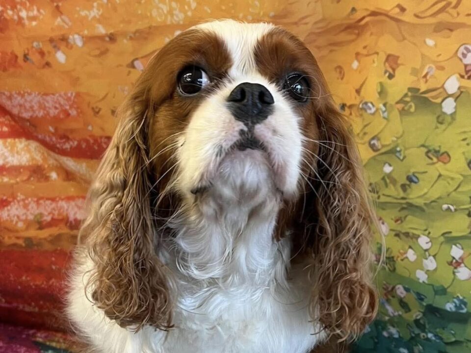 Clover, a 4 years old female Cavalier King Charles Spaniel available for adoption from Bliss Cavalier Rescue in Lincolnshire
