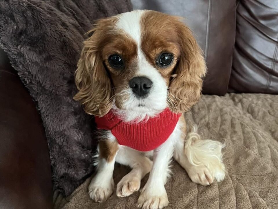 Olive, a 2 years old female Cavalier King Charles Spaniel available for adoption from Bliss Cavalier Rescue in West Yorkshire